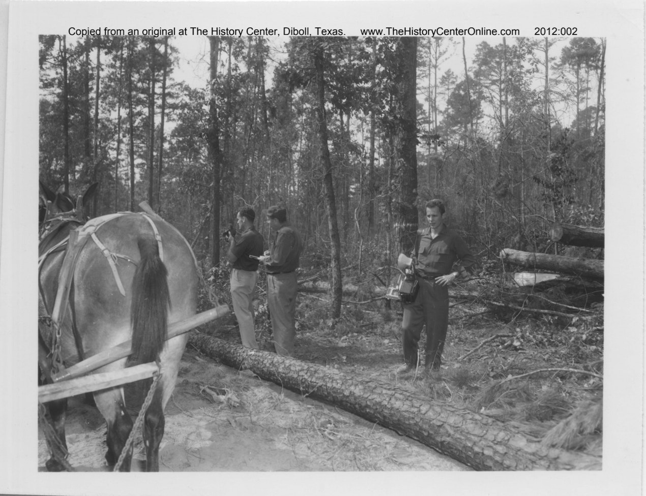 Logging_With_Mules_03